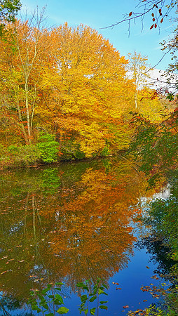 Golden Reflection