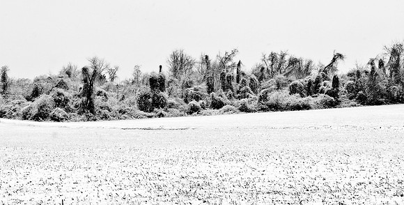 Snowy Animal Menagerie