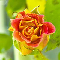 Rose_Budding