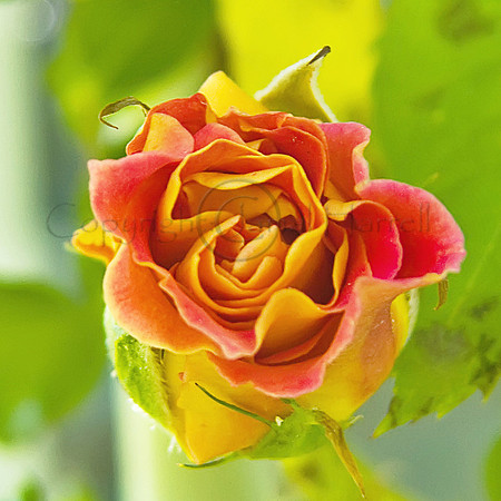 Rose_Budding