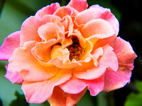 Rose_Full_Blossom_2