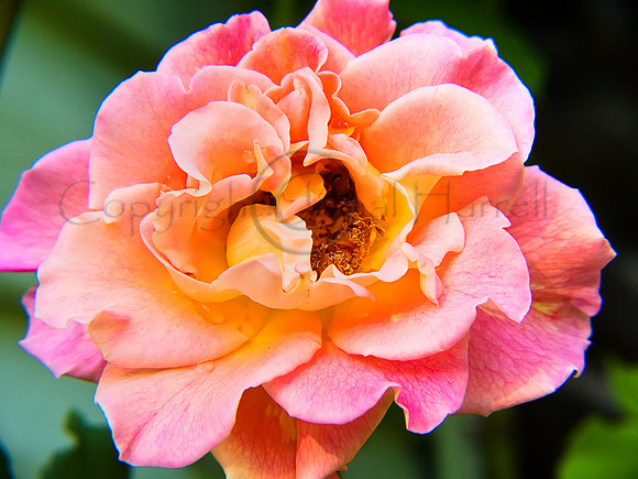 Rose_Full_Blossom_2