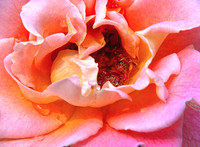 Rose & Pollen