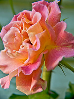 Rose_4