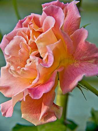 Rose_4