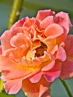Rose_1