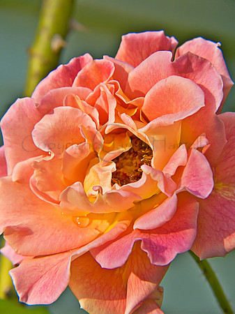 Rose_1