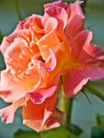 Rose_2