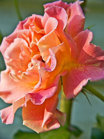 Rose_2