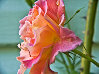 Rose_5