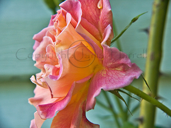 Rose_5