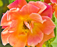 Rose_Full Blossom