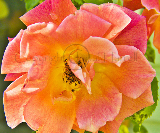 Rose_Full Blossom
